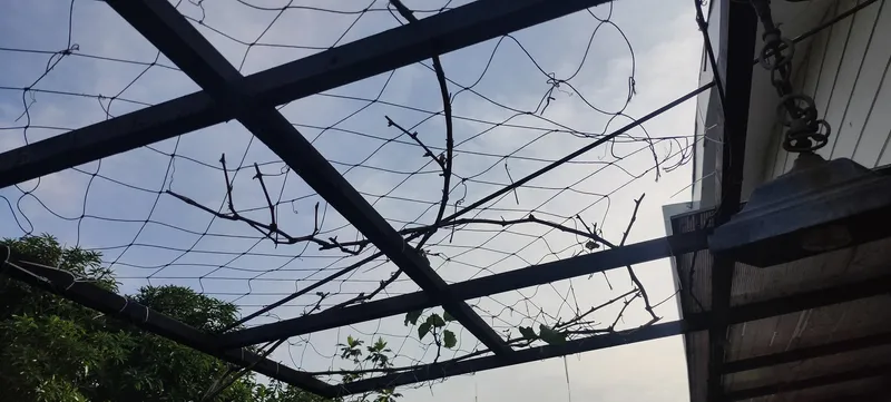 Kerangka kanopi