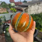 Melon Kajari