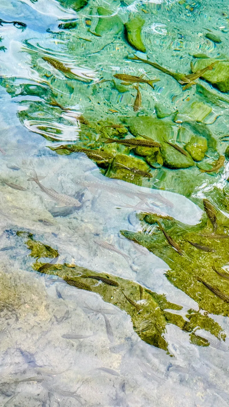 Ikan yang jinak di Pemandian Lubuk Bonta