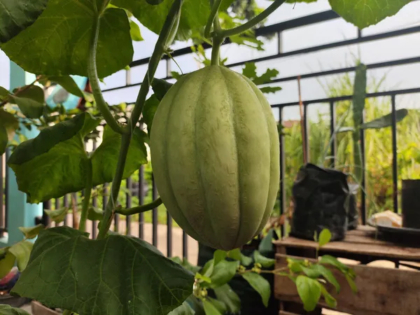 Melon_Sweet_Net