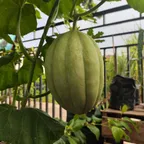 Melon_Sweet_Net