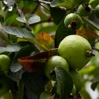 Psidium_guajava