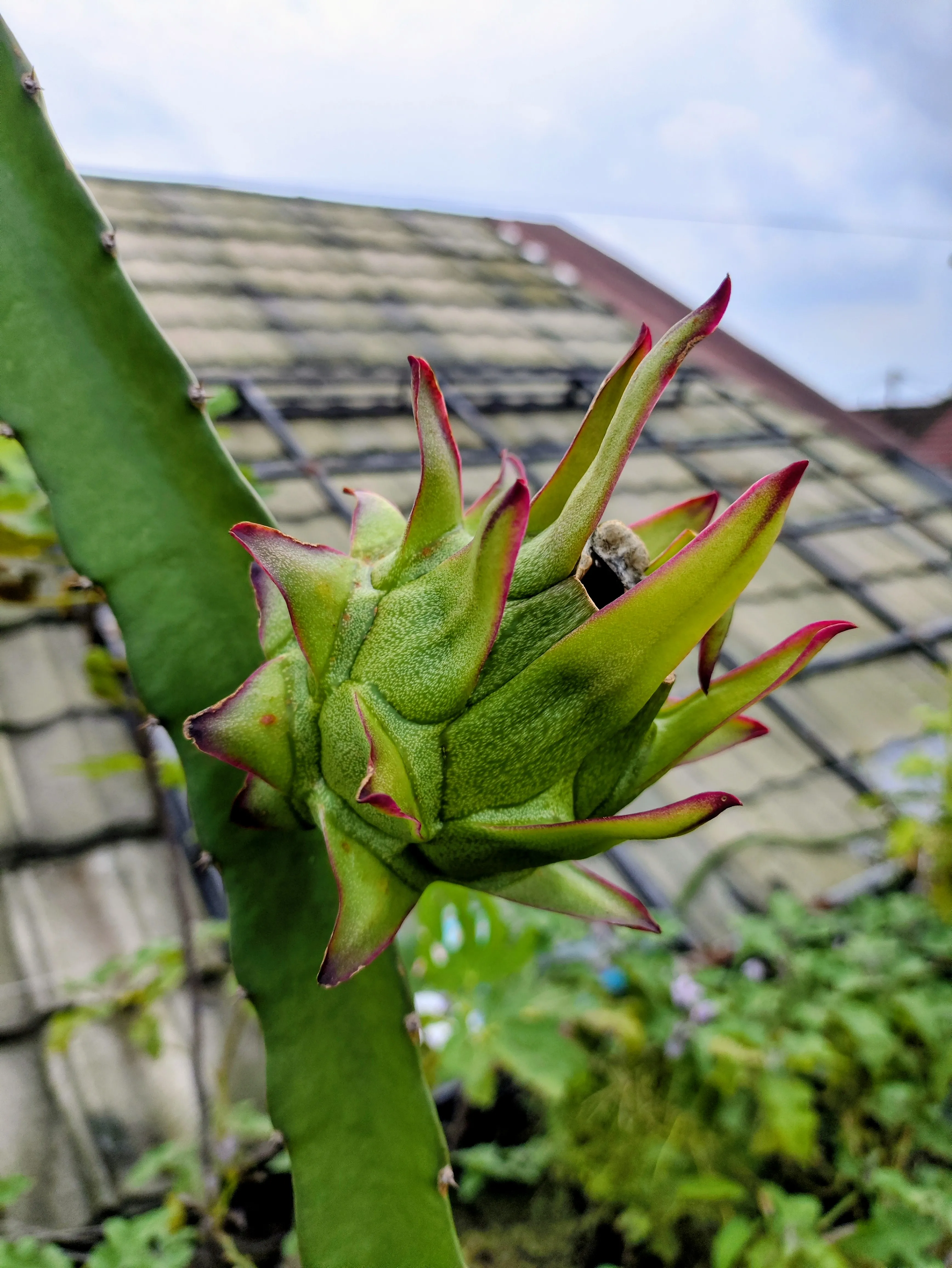 Buah naga muda