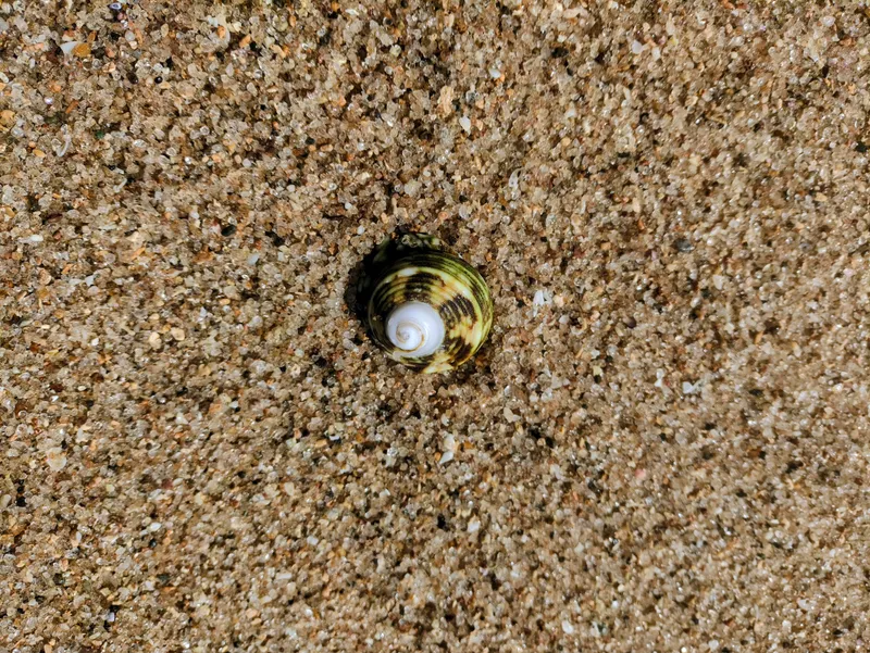 Kerang di pasir putih