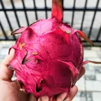 Buah naga muda yang mulai membesar