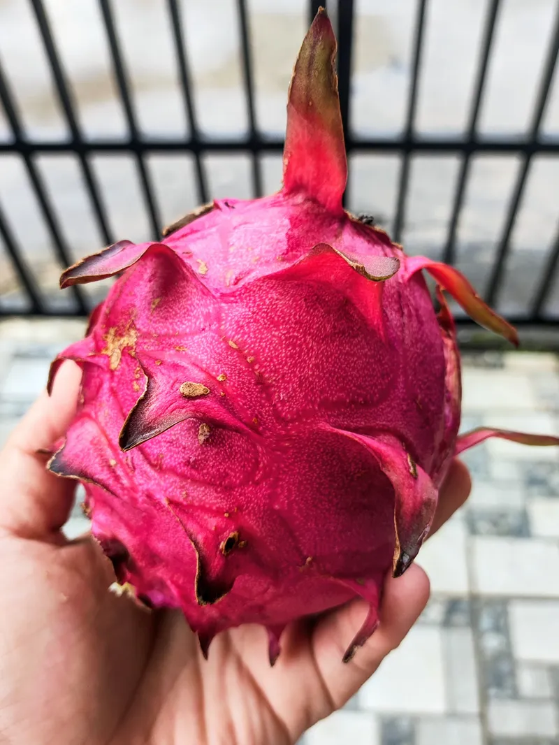Buah naga muda yang mulai membesar