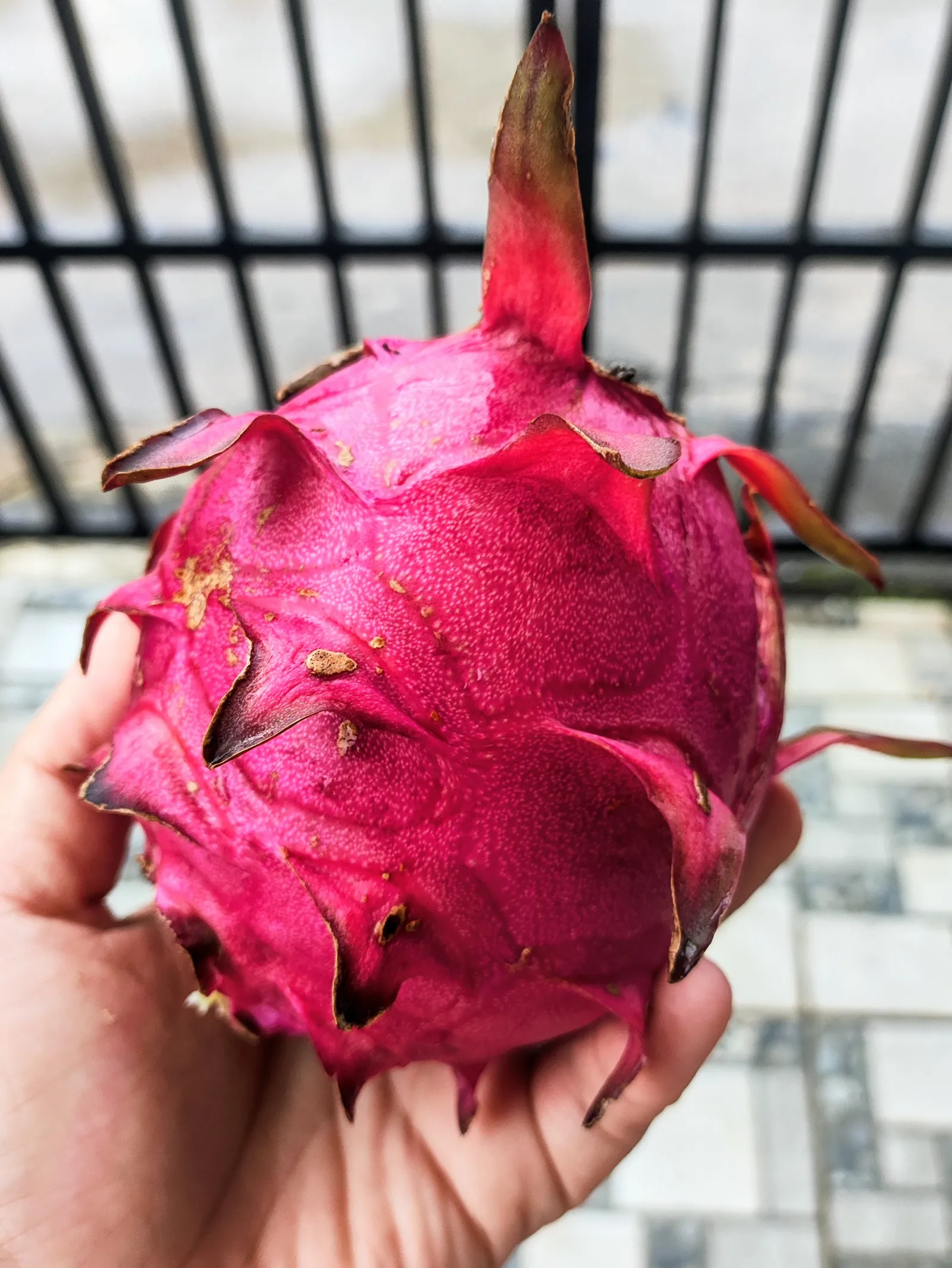 Buah naga muda yang mulai membesar
