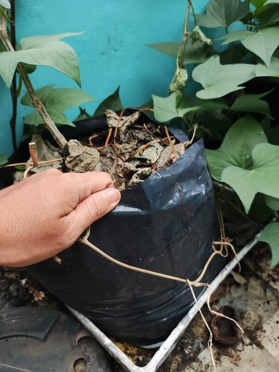 Polybag ukuran 30