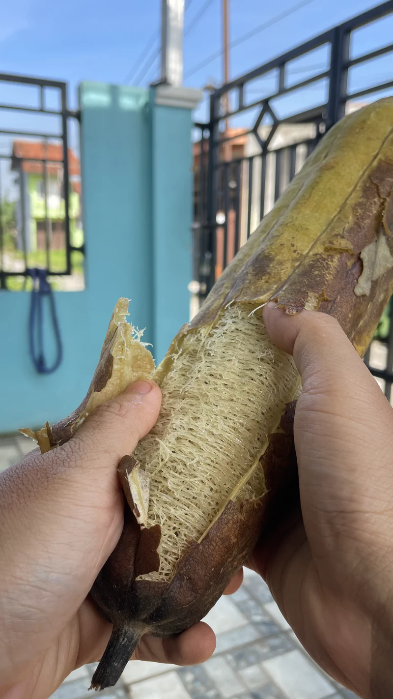 Mengupas kulit buah luffa