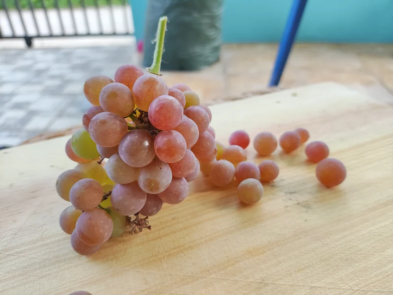 Berry anggur Aroma Delight sangat mudah lepas dari tangkainya