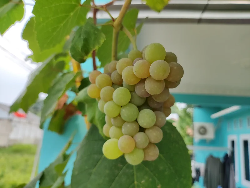 Anggur Aroma Delight yang belum matang