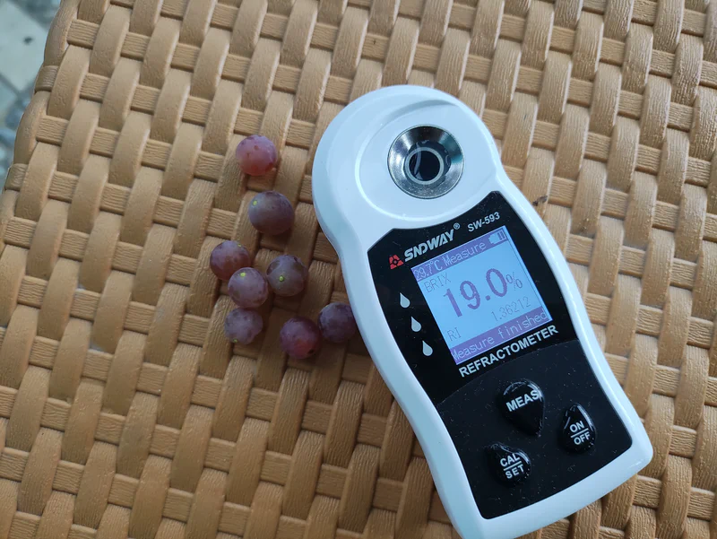 Tingkat kemanisan anggur Aroma Delight mencapai 19 Brix