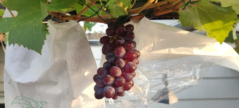 Anggur Jupiter, Si Manis yang Tak Serupa Namanya