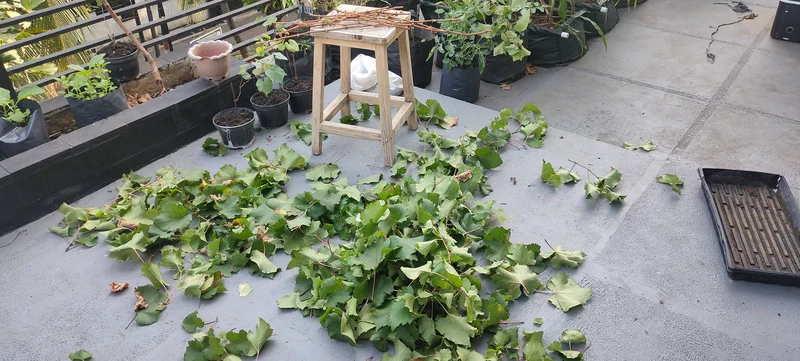 Sisa daun pemangkasan