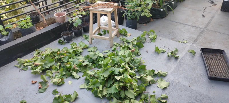 Sisa daun pemangkasan