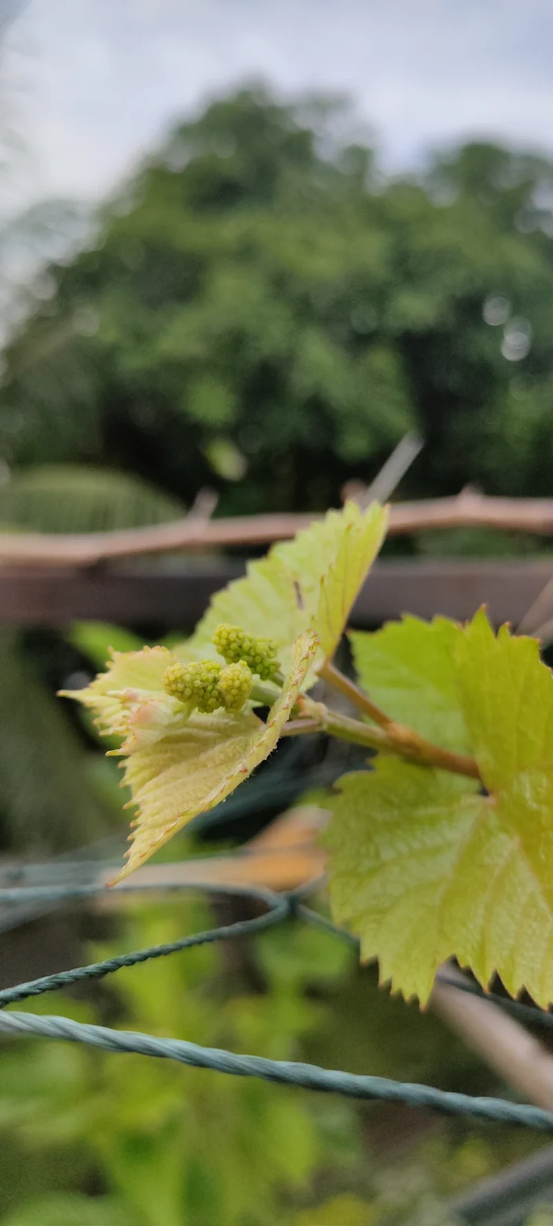 Bunga Anggur Jupiter