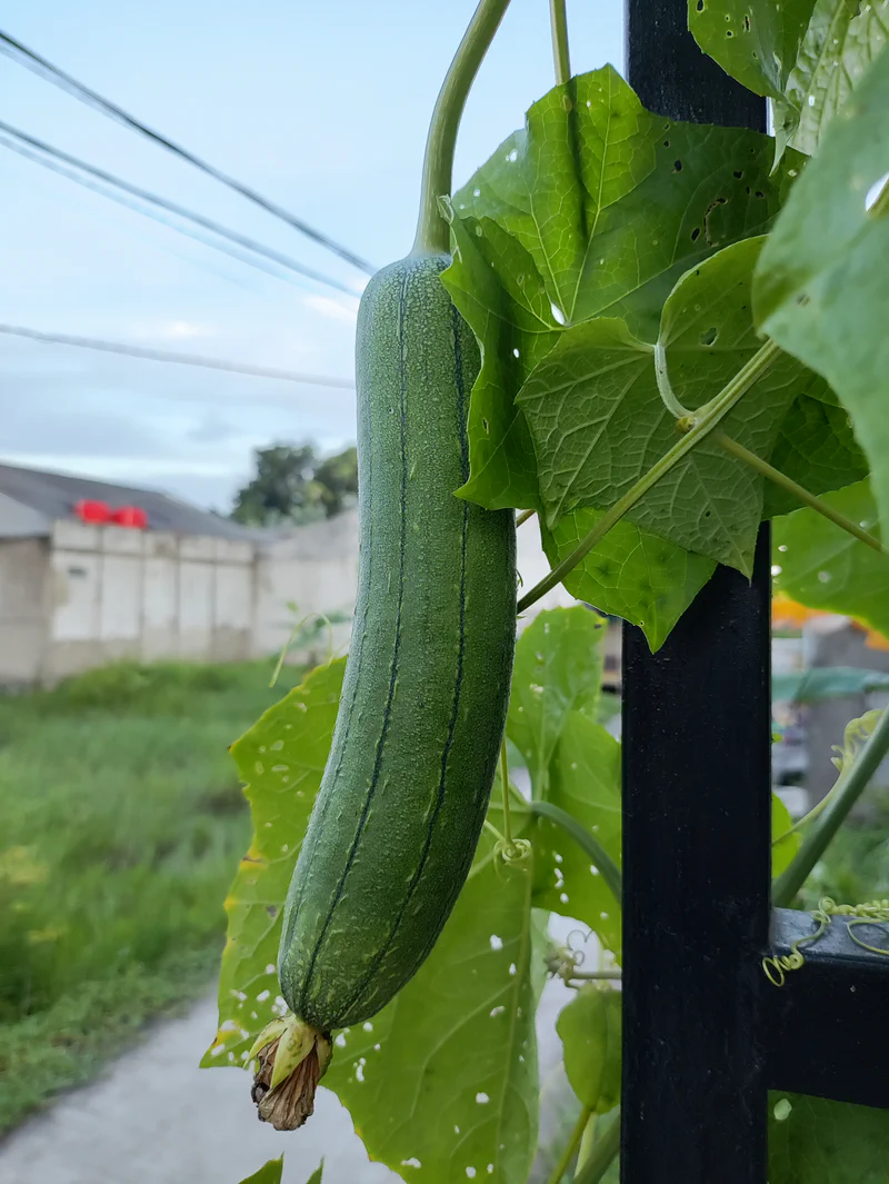 Luffa yang belum matang