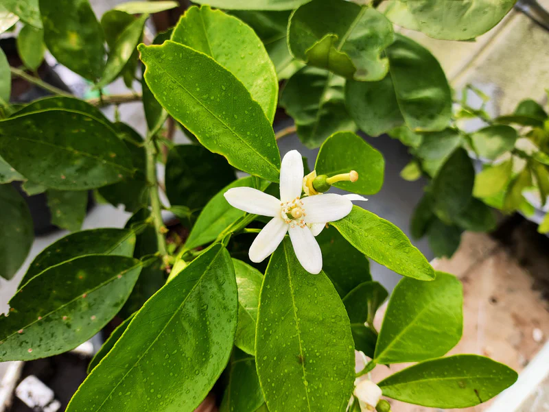 Reproduksi Jeruk Cara-cara