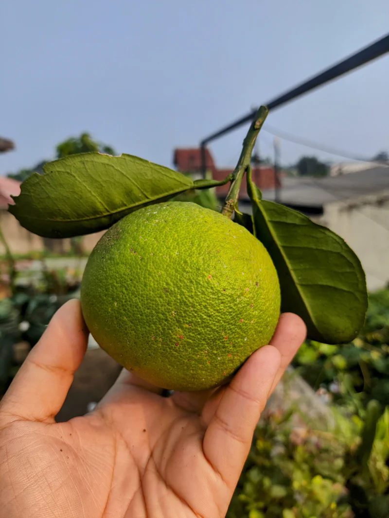 Jeruk Cara Cara yang telah matang