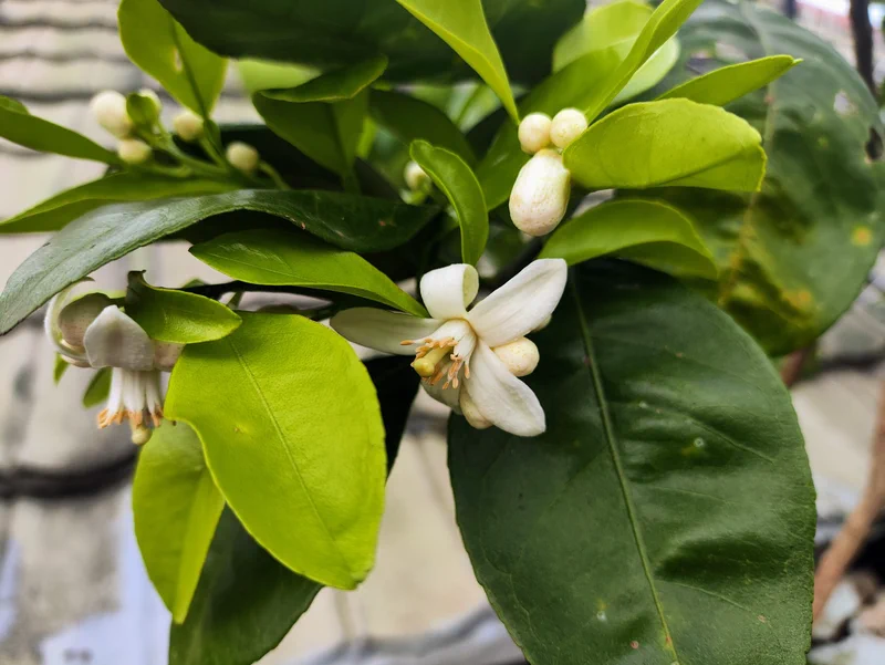 Reproduksi Jeruk Cara-cara