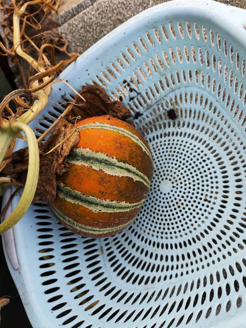 Pemanenan Melon Kajari