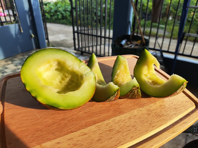 Pemanenan Melon Kajari