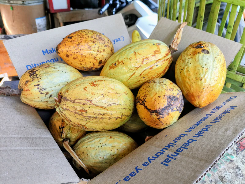 Proses fermentasi biji kakao