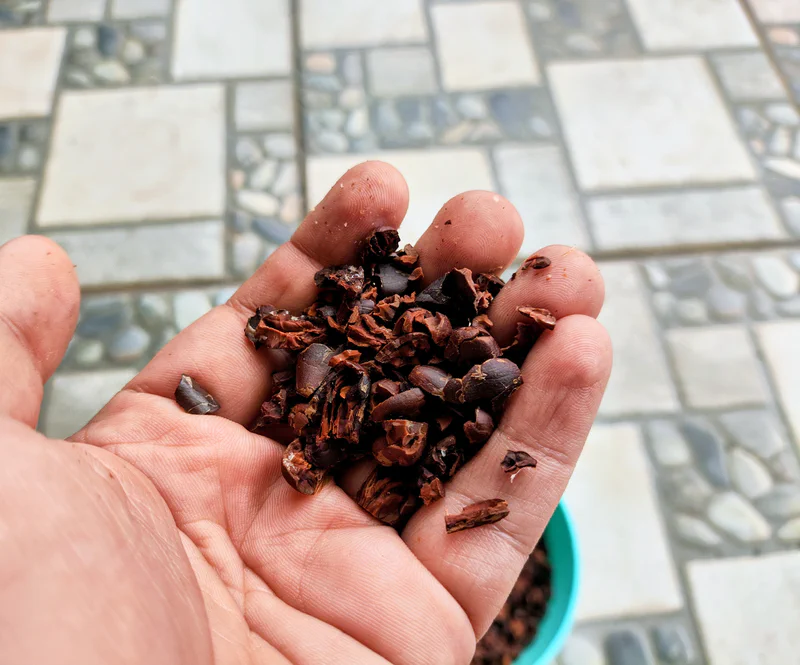 Pasta coklat hasil gilingan blender