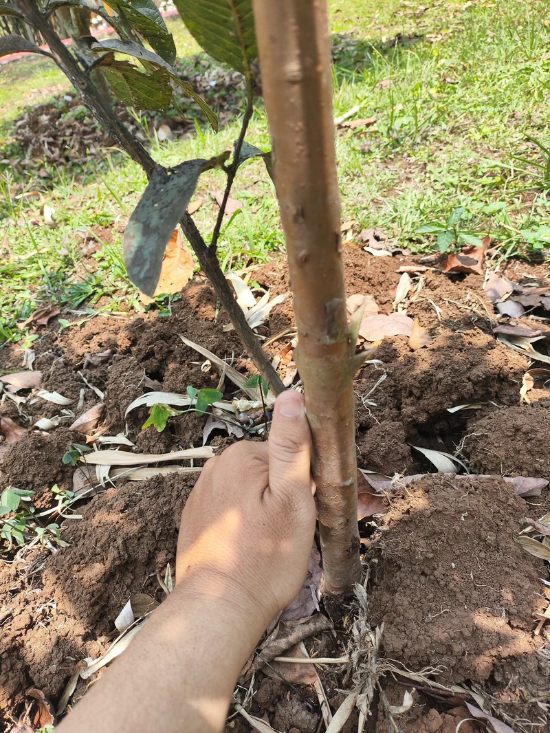 Batang utama yang sudah sebesar ibu jari tangan saya