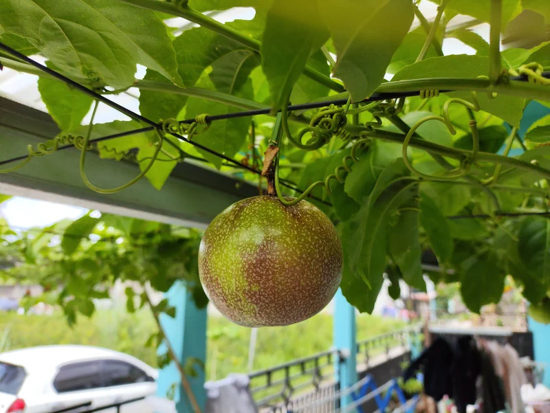 Buah markisa yang sedang dalam proses pematangan