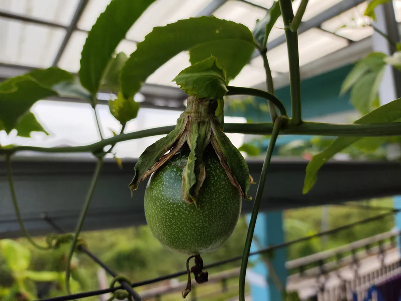 Pasca penyerbukan, bunga berubah menjadi buah