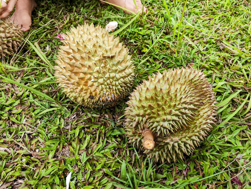 Durian dari kebun di sekitar Pemandian Lubuk Bonta