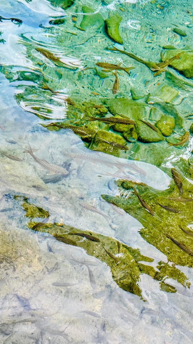 Ikan yang jinak di Pemandian Lubuk Bonta