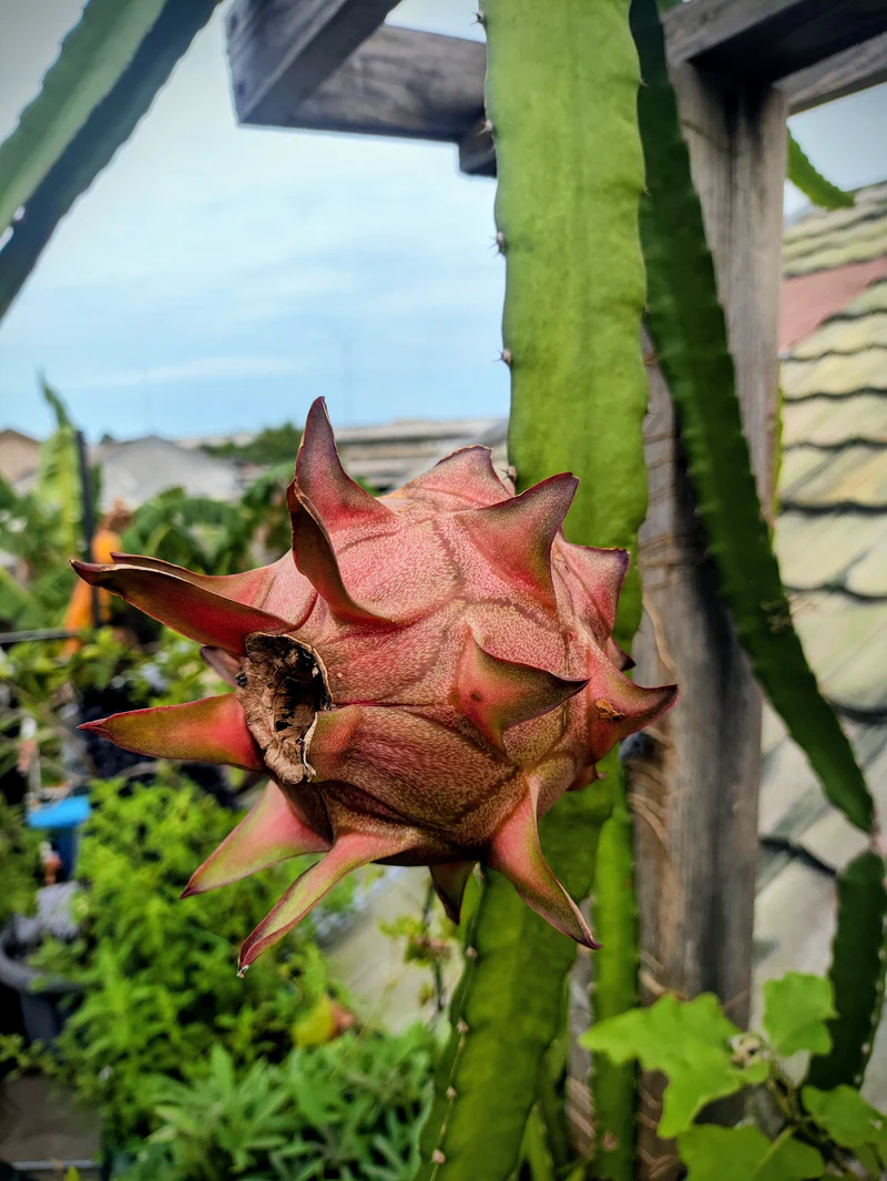 Buah naga yang sudah mulai beranjak matang