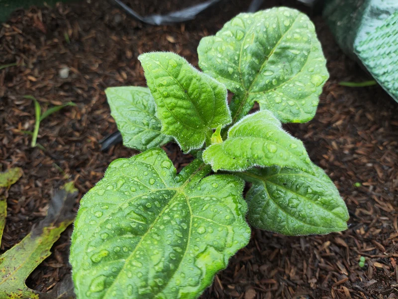 Daun Yakon tumbuh subur