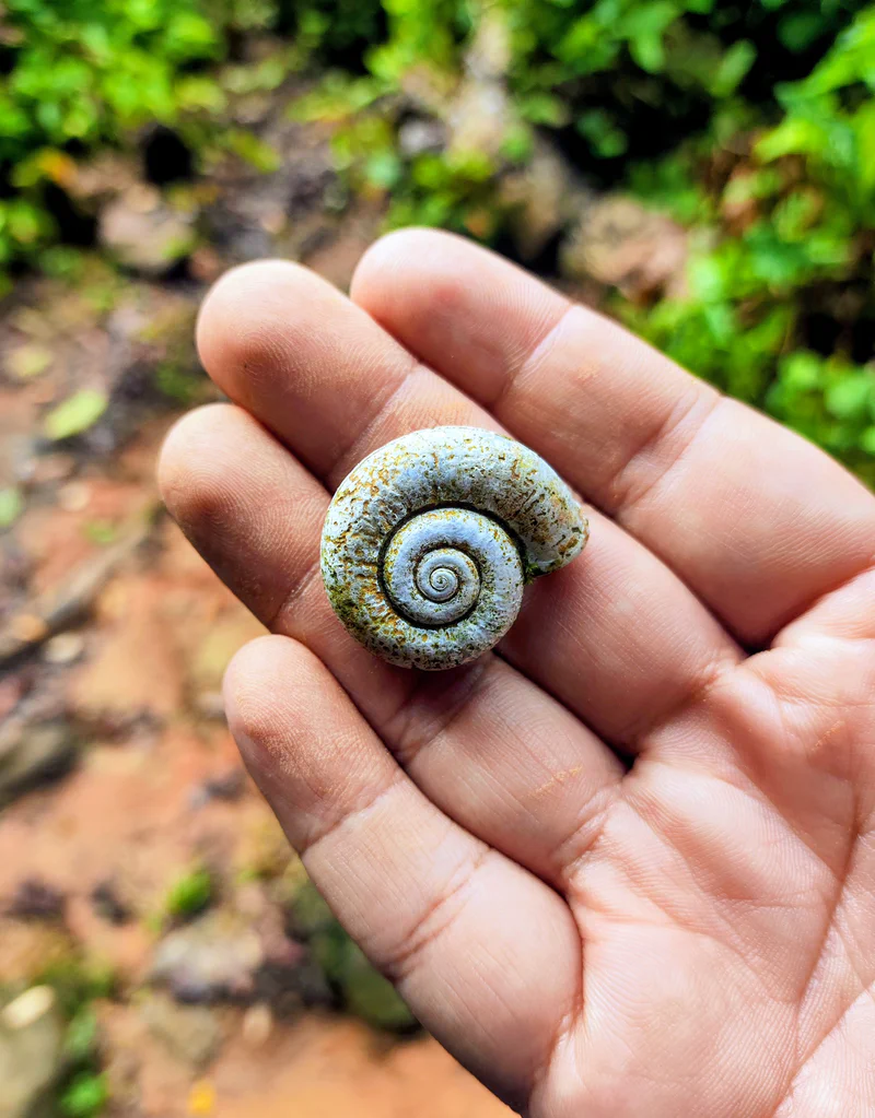 Cangkang keong di Gunung Padang