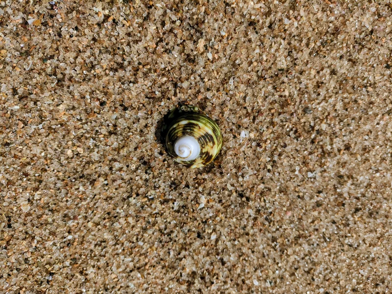 Kerang di pasir putih