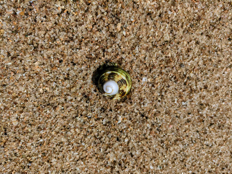 Kerang di pasir putih