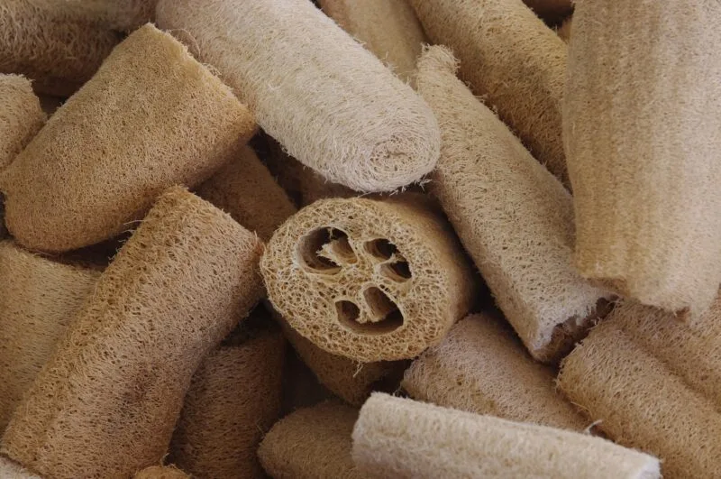 Luffa / Blustru yang sudah kering