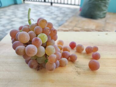 Anggur Aroma Delight