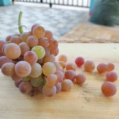 Anggur Aroma Delight