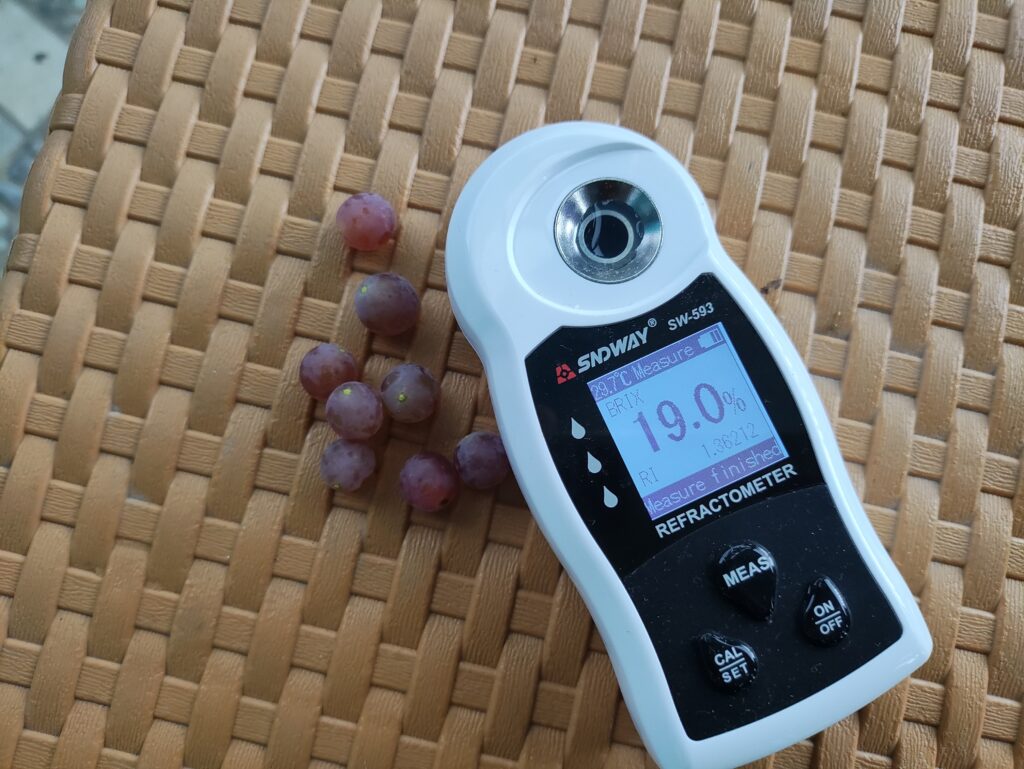 Tingkat kemanisan anggur Aroma Delight mencapai 19 Brix