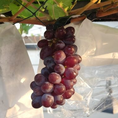 Anggur Jupiter