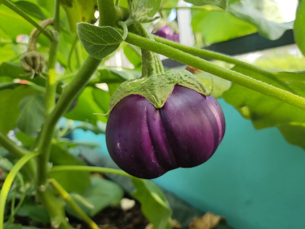 Buah Terung Mawar