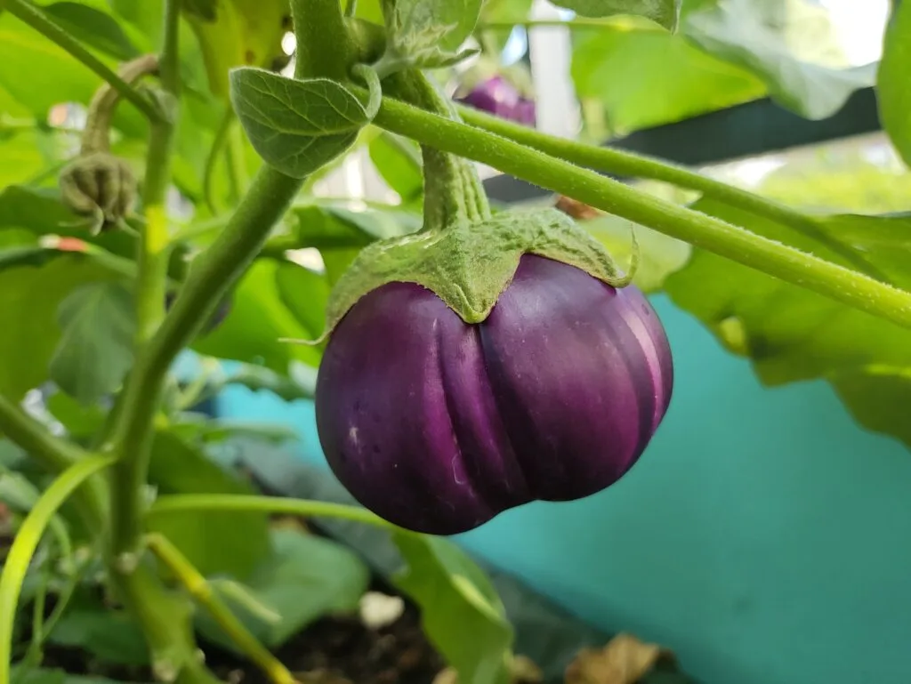 Buah Terung Mawar