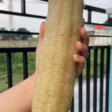 Spon dari Luffa Aegyptica
