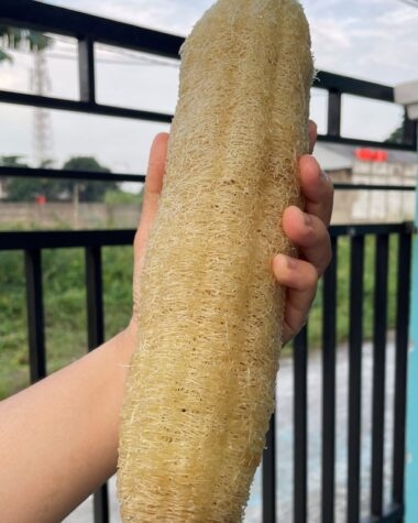 Spon dari Luffa Aegyptica