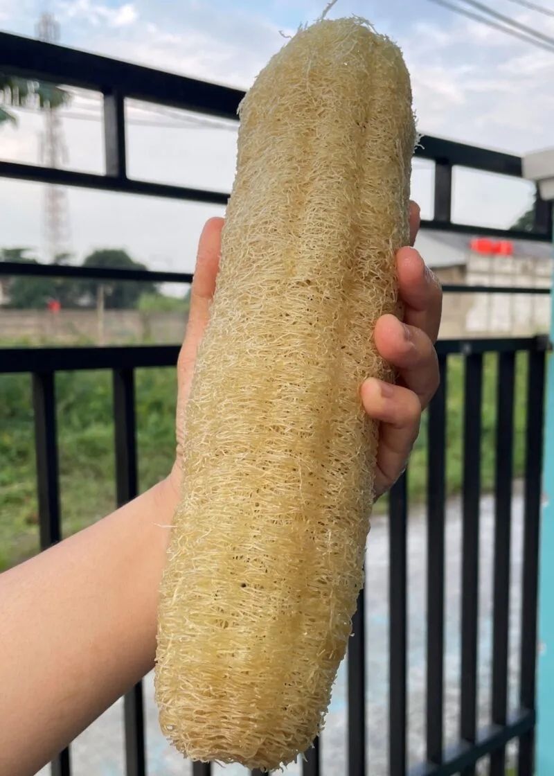 Spon dari Luffa Aegyptica