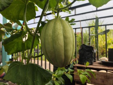 Melon Sweet Net dalam proses pematangan