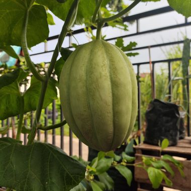 Melon Sweet Net dalam proses pematangan